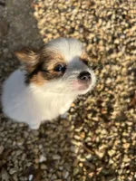 Alex, a male Papillon for sale in Wisconsin Dells, WI – 3 of 8