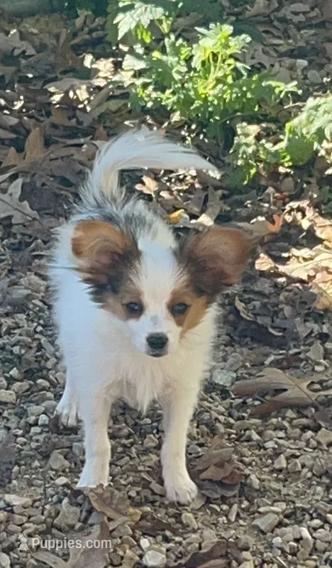 Alex – Papillon puppy for sale in Wisconsin Dells, WI