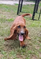 Todd, a male Basset Hound for sale in Newton Grove, NC – 5 of 6