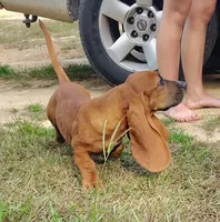Todd, a male Basset Hound for sale in Newton Grove, NC – 2 of 6