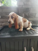 Trisha , a female Basset Hound for sale in Newton Grove, NC – 6 of 6