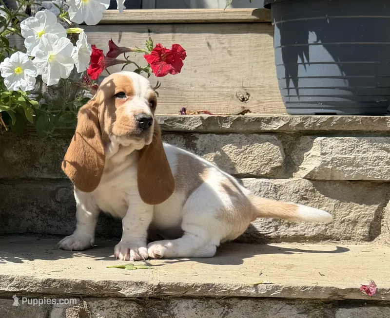 Tristan  – Basset Hound puppy for sale in Newton Grove, NC