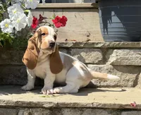 Tristan , a male Basset Hound for sale in Newton Grove, NC – 1 of 8