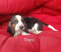 Theo , a male Basset Hound for sale in Newton Grove, NC – 4 of 4