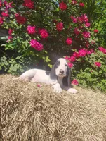 Jenkins , a female Basset Hound for sale in Newton Grove, NC – Photo 2 of 4