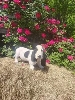 Jenkins , a female Basset Hound for sale in Newton Grove, NC – Photo 3 of 4