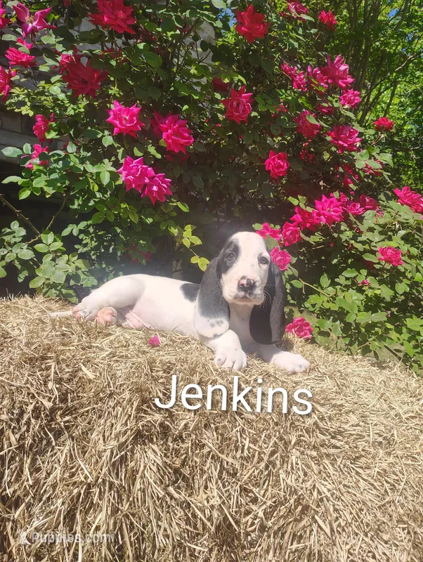 Jenkins , a female Basset Hound for sale in Newton Grove, NC – Photo 1 of 4