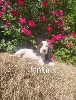 Jenkins , a female Basset Hound for sale in Newton Grove, NC – Photo 1 of 4