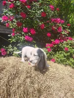 Jenkins , a female Basset Hound for sale in Newton Grove, NC – Photo 4 of 4