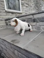 Penny, a female Basset Hound for sale in Newton Grove, NC – Photo 3 of 3