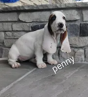 Penny, a female Basset Hound for sale in Newton Grove, NC – Photo 2 of 3