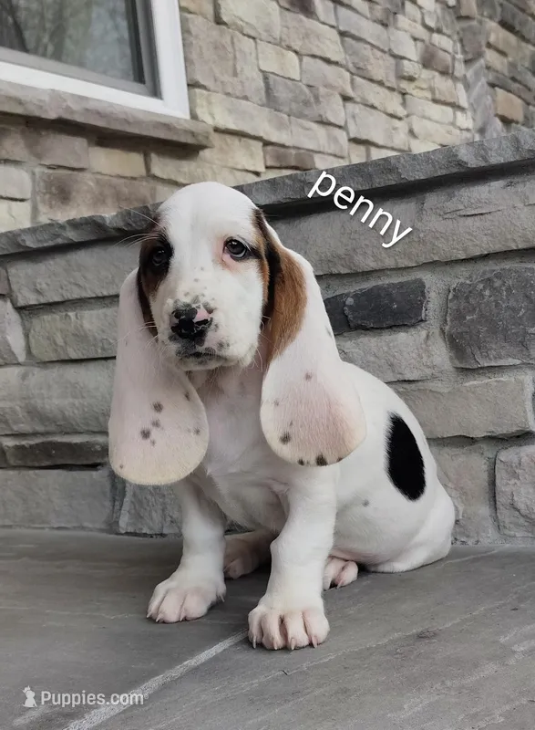 Penny, a female Basset Hound for sale in Newton Grove, NC – Photo 1 of 3