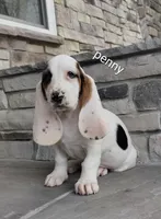 Penny, a female Basset Hound for sale in Newton Grove, NC – Photo 1 of 3