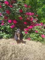 Jenny, a female Basset Hound for sale in Newton Grove, NC – Photo 4 of 5