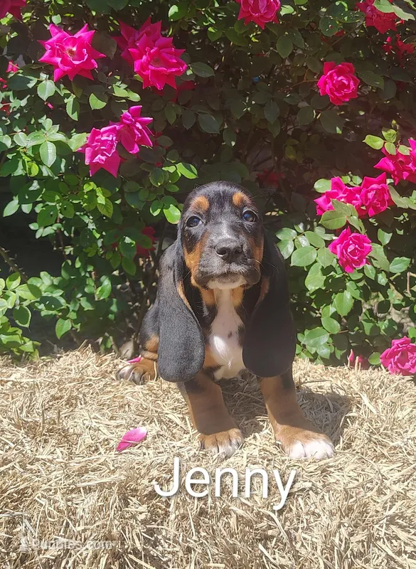 Jenny, a female Basset Hound for sale in Newton Grove, NC – Photo 1 of 5