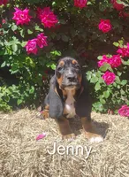 Jenny, a female Basset Hound for sale in Newton Grove, NC – Photo 1 of 5