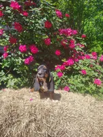 Jenny, a female Basset Hound for sale in Newton Grove, NC – Photo 3 of 5