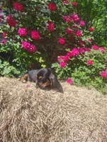 Jenny, a female Basset Hound for sale in Newton Grove, NC – Photo 5 of 5