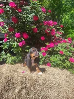 Jenny, a female Basset Hound for sale in Newton Grove, NC – Photo 2 of 5
