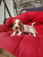 Tristan , a male Basset Hound for sale in Newton Grove, NC – 7 of 8