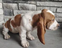 Trisha , a female Basset Hound for sale in Newton Grove, NC – 4 of 6