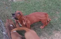 Todd, a male Basset Hound for sale in Newton Grove, NC – 4 of 6