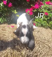 Jr, a male Basset Hound for sale in Newton Grove, NC – Photo 5 of 5