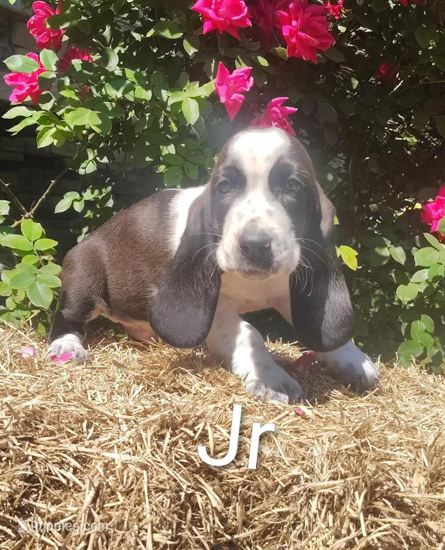 Jr, a male Basset Hound for sale in Newton Grove, NC – Photo 1 of 5