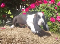 Jr, a male Basset Hound for sale in Newton Grove, NC – Photo 3 of 5