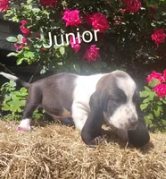 Jr, a male Basset Hound for sale in Newton Grove, NC – Photo 4 of 5