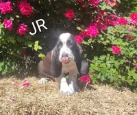 Jr, a male Basset Hound for sale in Newton Grove, NC – Photo 2 of 5