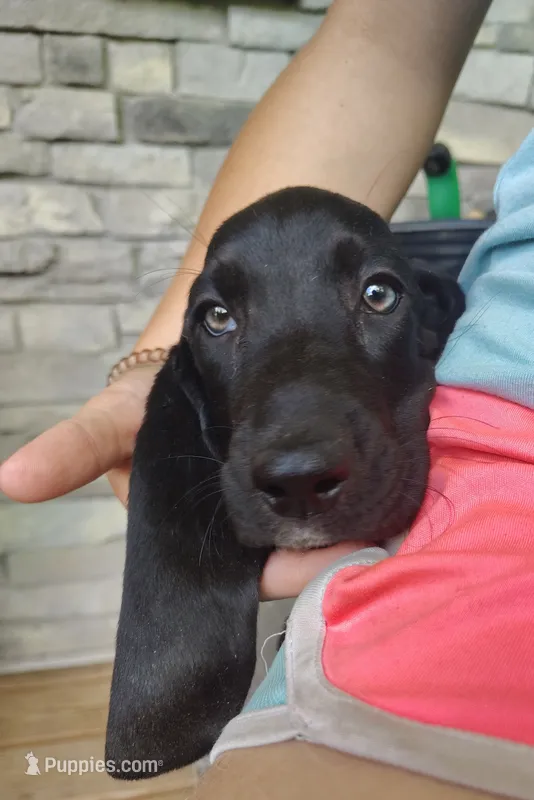 Jed – Basset Hound puppy for sale in Newton Grove, NC