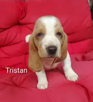 Tristan , a male Basset Hound for sale in Newton Grove, NC – 3 of 8