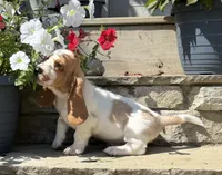 Tristan , a male Basset Hound for sale in Newton Grove, NC – 2 of 8