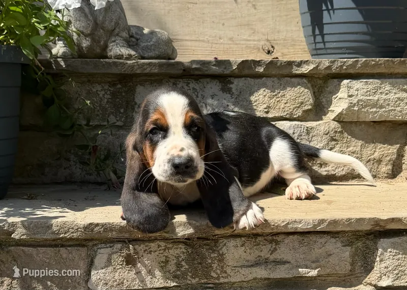 Theo  – Basset Hound puppy for sale in Newton Grove, NC