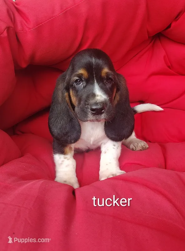 Tucker – Basset Hound puppy for sale in Newton Grove, NC
