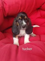 Tucker, a male Basset Hound for sale in Newton Grove, NC – 1 of 4