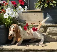 Tristan , a male Basset Hound for sale in Newton Grove, NC – 4 of 8