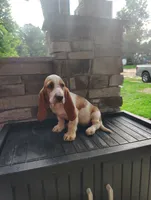 Trisha , a female Basset Hound for sale in Newton Grove, NC – 5 of 6