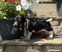 Tucker, a male Basset Hound for sale in Newton Grove, NC – 4 of 4