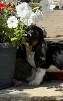 Tucker, a male Basset Hound for sale in Newton Grove, NC – 3 of 4