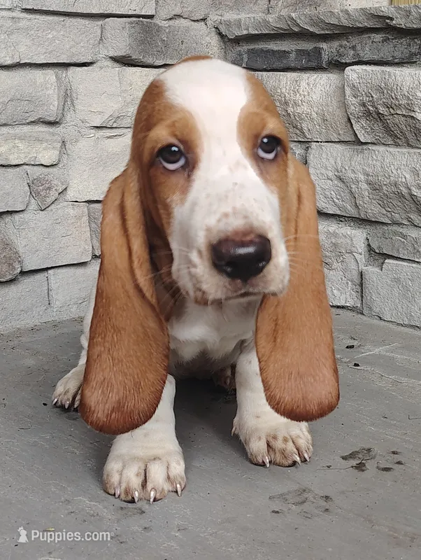 Trisha  – Basset Hound puppy for sale in Newton Grove, NC