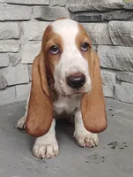 Trisha , a female Basset Hound for sale in Newton Grove, NC – 1 of 6