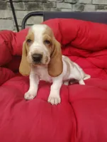 Tristan , a male Basset Hound for sale in Newton Grove, NC – 6 of 8