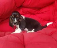 Tucker, a male Basset Hound for sale in Newton Grove, NC – 2 of 4