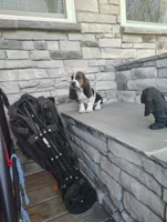 AKC Harris, a male Basset Hound for sale in Newton Grove, NC – Photo 3 of 4