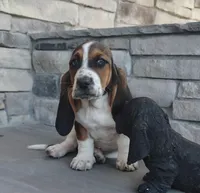 AKC Harris, a male Basset Hound for sale in Newton Grove, NC – Photo 1 of 4
