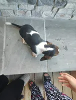 AKC Harris, a male Basset Hound for sale in Newton Grove, NC – Photo 4 of 4