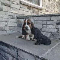 AKC Harris, a male Basset Hound for sale in Newton Grove, NC – Photo 2 of 4