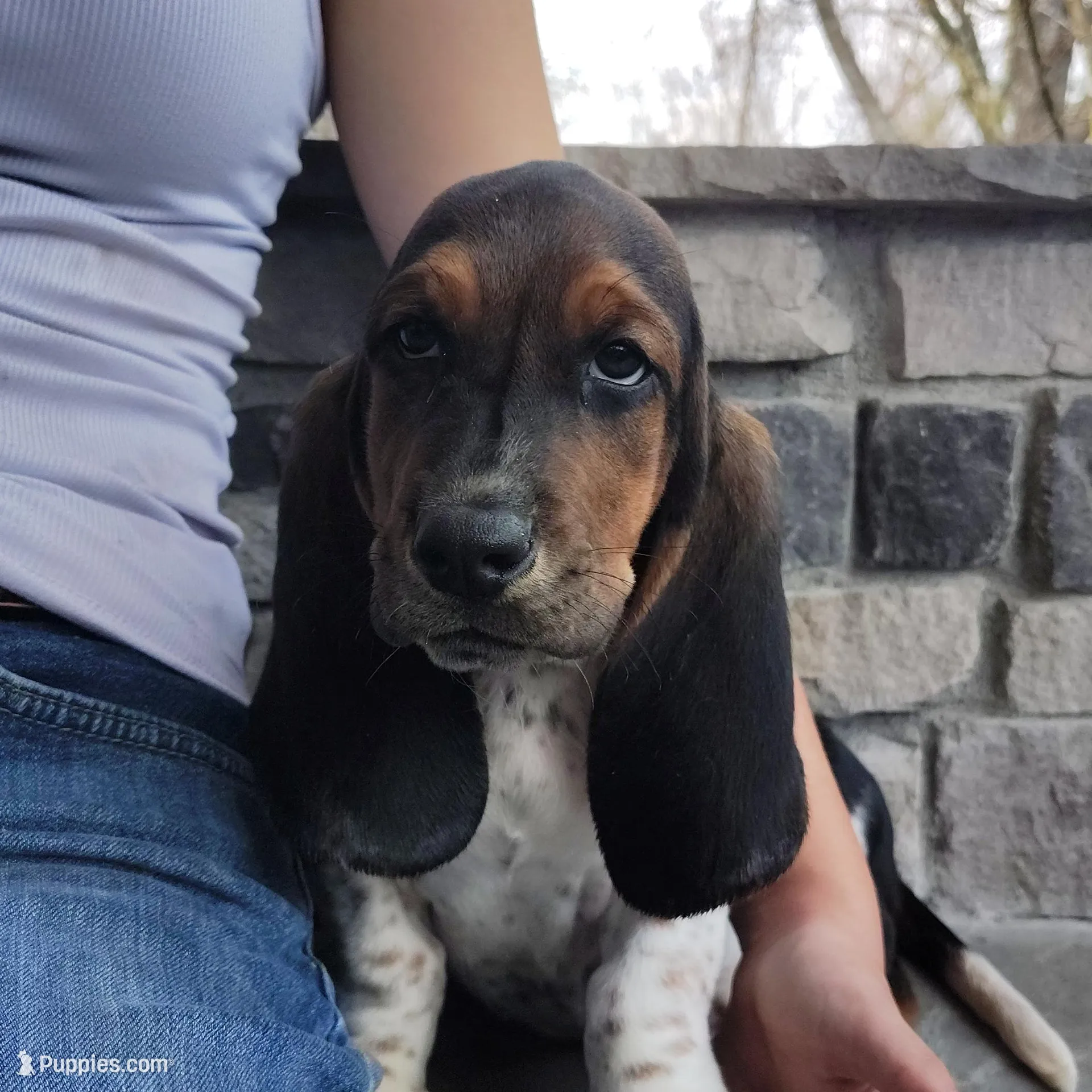 Maximus , a male Basset Hound for sale in Newton Grove, NC – Photo 4 of 5